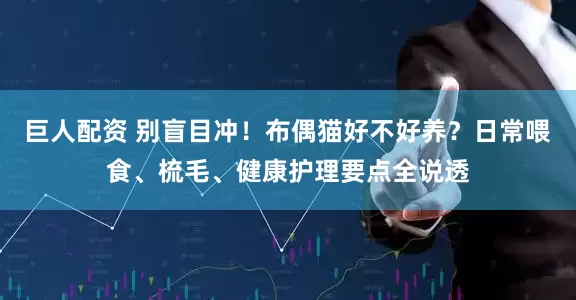 巨人配资 别盲目冲！布偶猫好不好养？日常喂食、梳毛、健康护理要点全说透